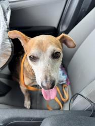 Reunited Male Dog last seen Riviera Elementary, Palm Bay, FL 32905