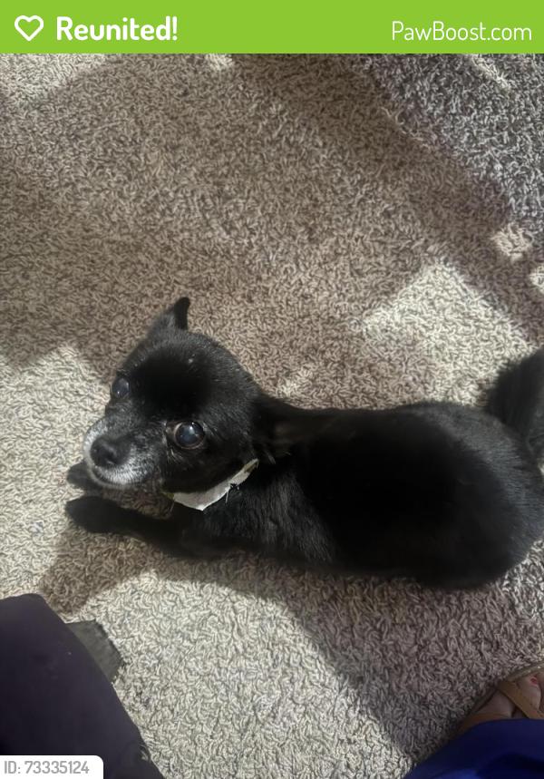 Reunited Female Dog last seen Birdie hills drive, St. Peters, MO 63376