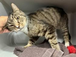 Shelter Stray Male Cat last seen Near Randall Avenue, BRONX, NY, 10473, 326 E 110th St, New York, NY 10029, USA