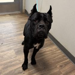 Shelter Stray Female Dog last seen Near Canon Street, San Diego, CA, 92106, 5500 Gaines St, San Diego, CA 92110, USA