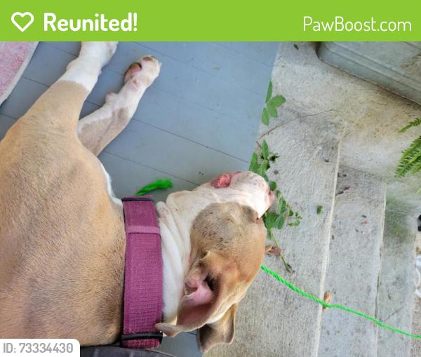 Reunited Female Dog last seen 22nd and Carrington, Richmond, VA 23223
