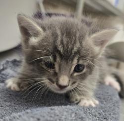 Shelter Stray Male Cat last seen Near Calle Coneja, Alpine, CA, 91901, El Cajon, CA 92020, USA