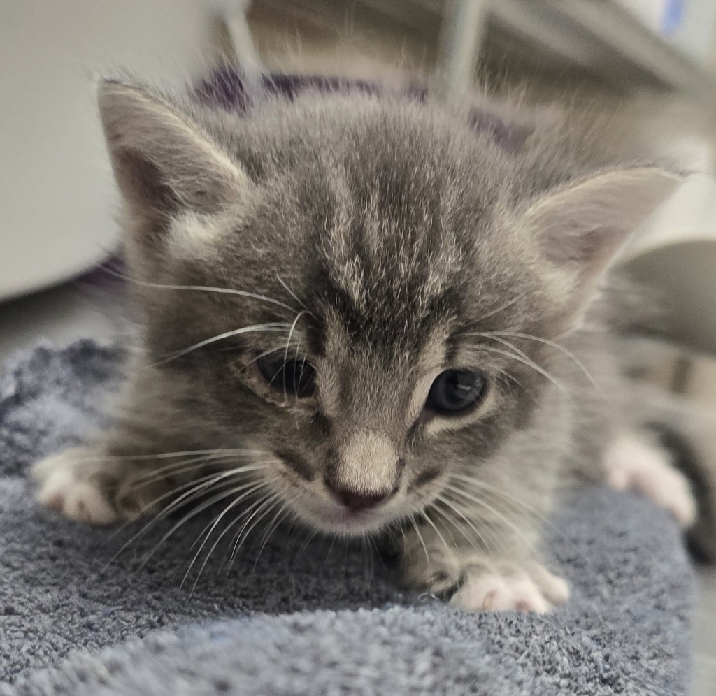 Shelter Stray Male Cat last seen Near Calle Coneja, Alpine, CA, 91901, El Cajon, CA 92020, USA