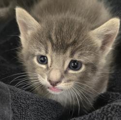 Shelter Stray Female Cat last seen Near Calle Coneja, Alpine, CA, 91901, El Cajon, CA 92020, USA