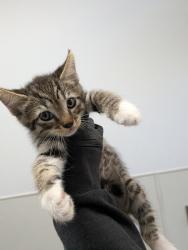Shelter Stray Male Cat last seen Near 43rd Street, San Diego, CA, 92105, 5500 Gaines St, San Diego, CA 92110, USA