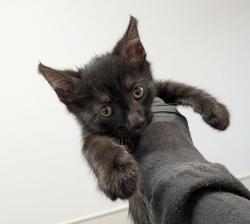 Shelter Stray Male Cat last seen Near 43rd Street, San Diego, CA, 92105, 5500 Gaines St, San Diego, CA 92110, USA
