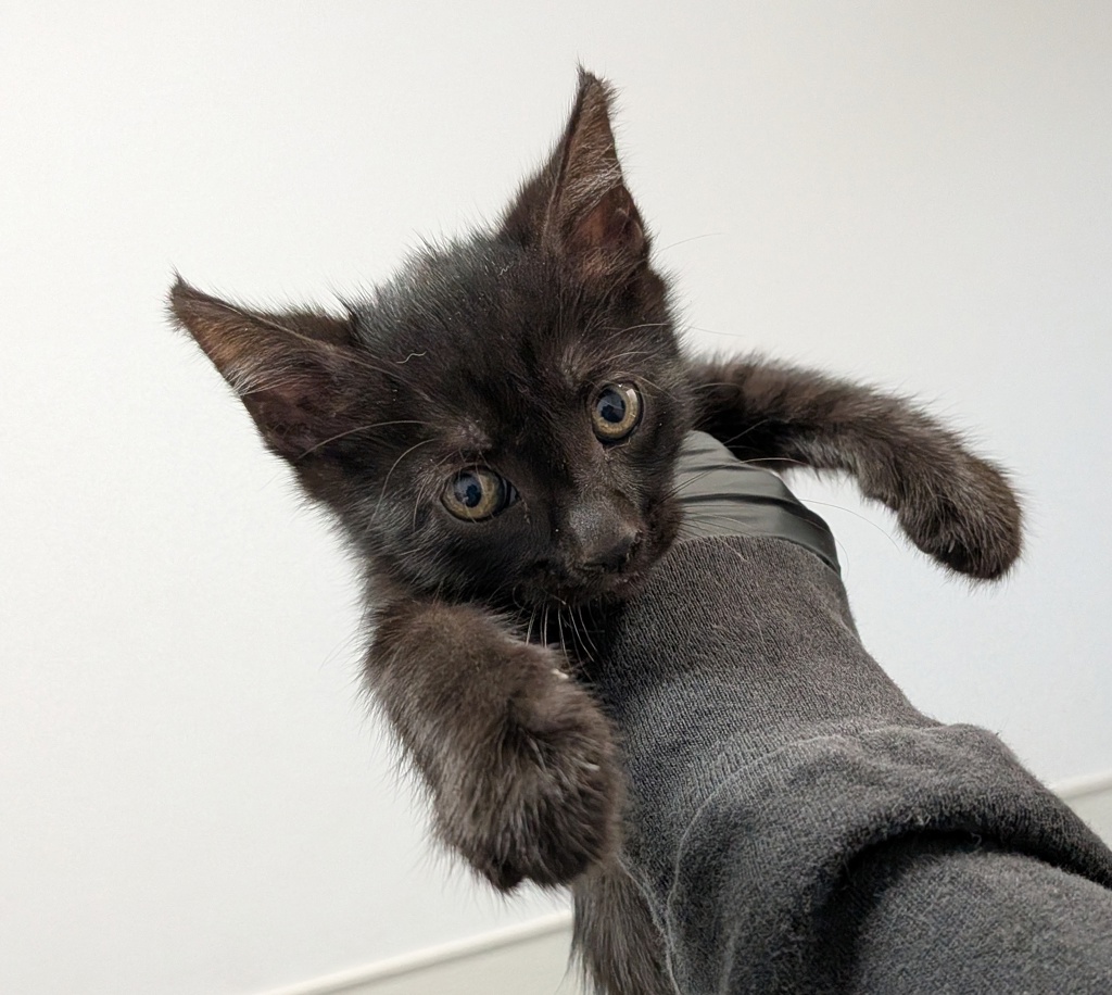 Shelter Stray Male Cat last seen Near 43rd Street, San Diego, CA, 92105, 5500 Gaines St, San Diego, CA 92110, USA