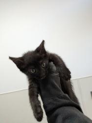 Shelter Stray Female Cat last seen Near 43rd Street, San Diego, CA, 92105, 5500 Gaines St, San Diego, CA 92110, USA