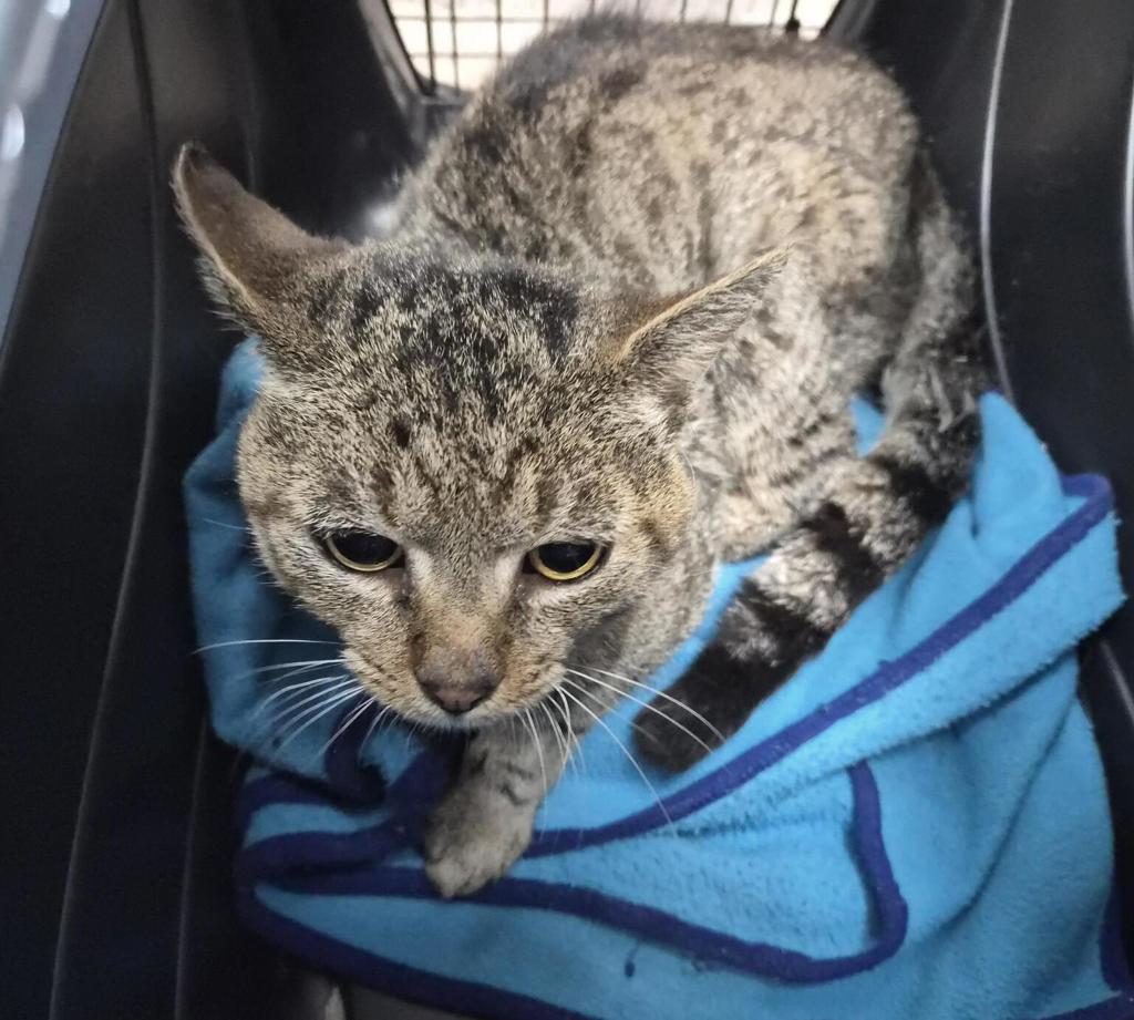 Shelter Stray Male Cat last seen Near Southern Boulevard, BRONX, NY, 10460, 326 E 110th St, New York, NY 10029, USA
