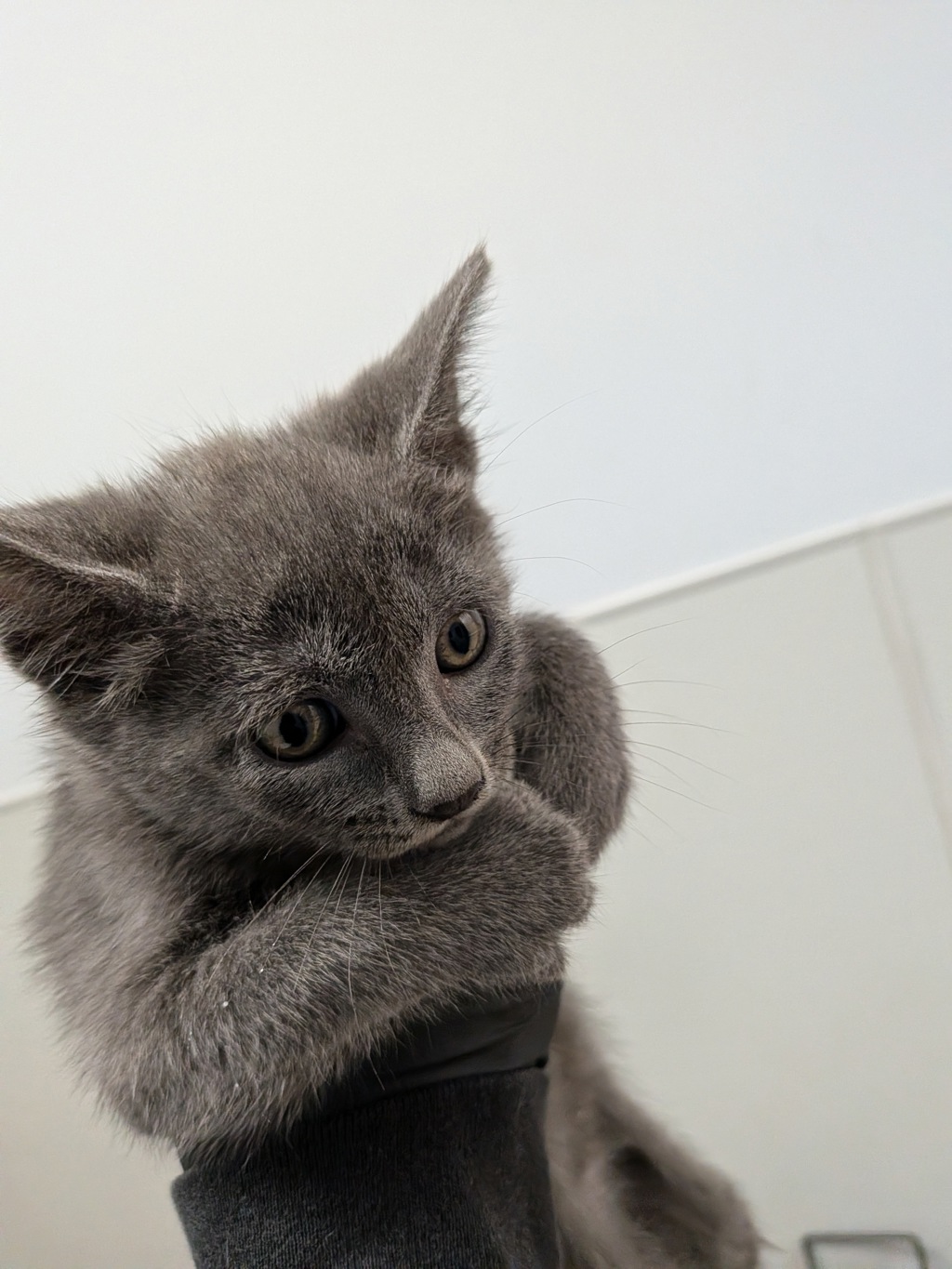 Shelter Stray Female Cat last seen Near 43rd Street, San Diego, CA, 92105, 5500 Gaines St, San Diego, CA 92110, USA