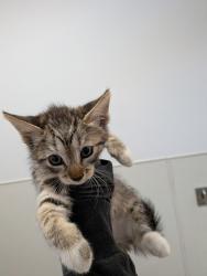 Shelter Stray Female Cat last seen Near 43rd Street, San Diego, CA, 92105, 5500 Gaines St, San Diego, CA 92110, USA