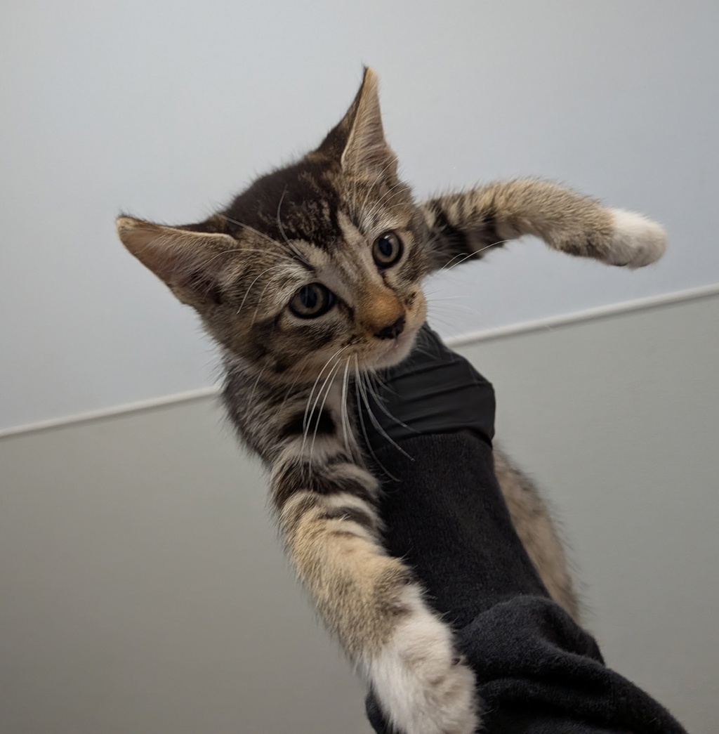 Shelter Stray Female Cat last seen Near 43rd Street, San Diego, CA, 92105, 5500 Gaines St, San Diego, CA 92110, USA