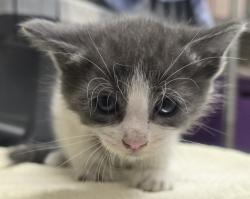 Shelter Stray Male Cat last seen Near Mapleview Street, Lakeside, CA, 92040, El Cajon, CA 92020, USA