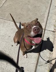 Shelter Stray Female Dog last seen IB, Imperial Beach, CA, 91932, 5500 Gaines St, San Diego, CA 92110, USA