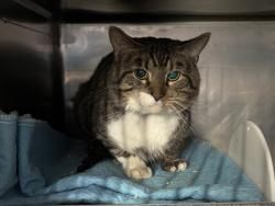 Shelter Stray Male Cat last seen Apt 2d,1696 Nelson Avenue, BRONX, NY, 10453, 326 E 110th St, New York, NY 10029, USA