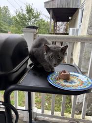Found/Stray Male Cat last seen Railroad st, Phoenixville, PA 19460