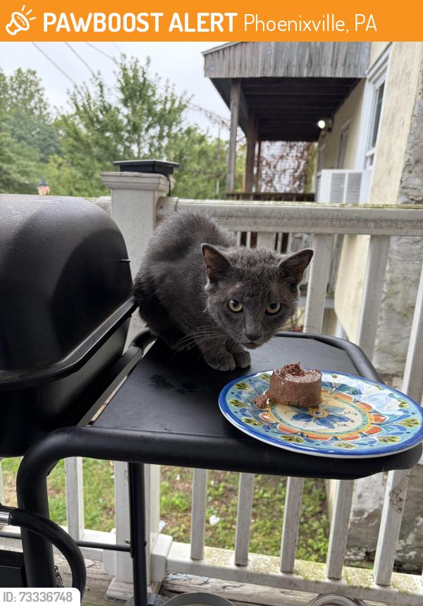 Found/Stray Male Cat last seen Railroad st, Phoenixville, PA 19460