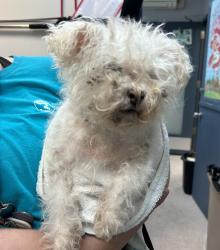 Shelter Stray Female Dog last seen Webster Ave & E Mosholu Pkwy N, BRONX, NY, 10467, 326 E 110th St, New York, NY 10029, USA