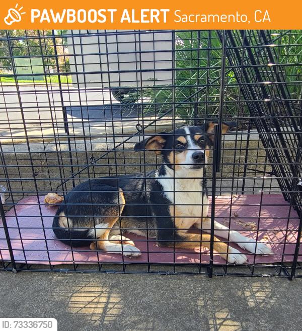 Found/Stray Male Dog last seen Sky Creek Dr and Blue Sky Court, Sacramento, CA 95828