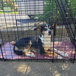 Found/Stray Male Dog last seen Sky Creek Dr and Blue Sky Court, Sacramento, CA 95828