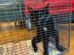 Shelter Stray Female Cat last seen Near Partridge Circle, AUSTIN, TX, 78758, 7201 Levander Loop bldg a, Austin, TX 78702, USA