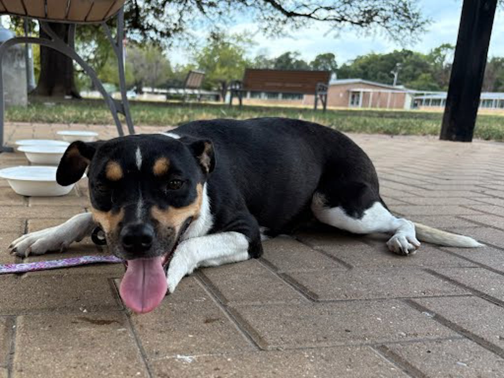 Shelter Stray Female Dog last seen Near W. Slaughter Ln. Austin, TX 78748, AUSTIN, TX, 78748, 7201 Levander Loop bldg a, Austin, TX 78702, USA