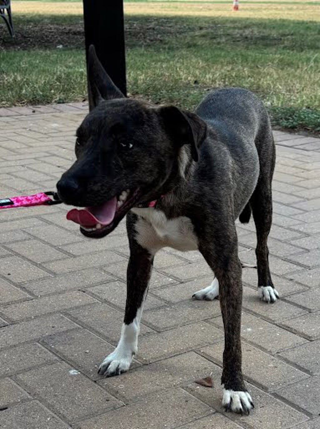 Shelter Stray Female Dog last seen Near W. Slaughter Ln. Austin, TX 78748, AUSTIN, TX, 78748, 7201 Levander Loop bldg a, Austin, TX 78702, USA