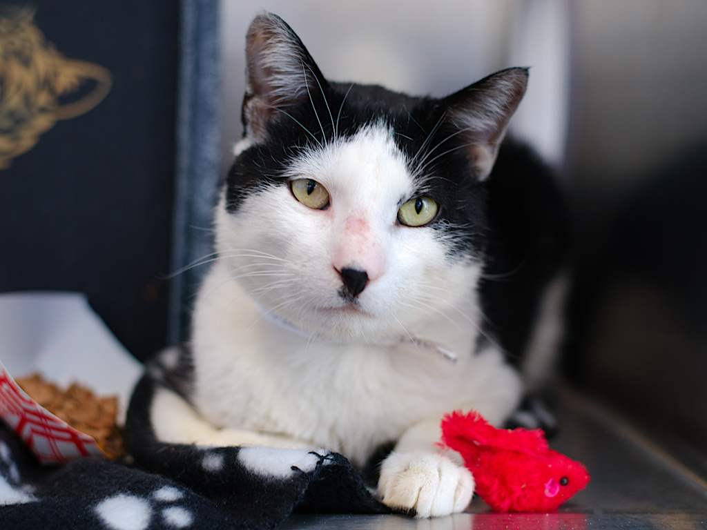 Shelter Stray Male Cat last seen Near Veterans Road W, STATEN ISLAND, NY, 10309, 3139 Veterans Rd W, Staten Island, NY 10309, USA