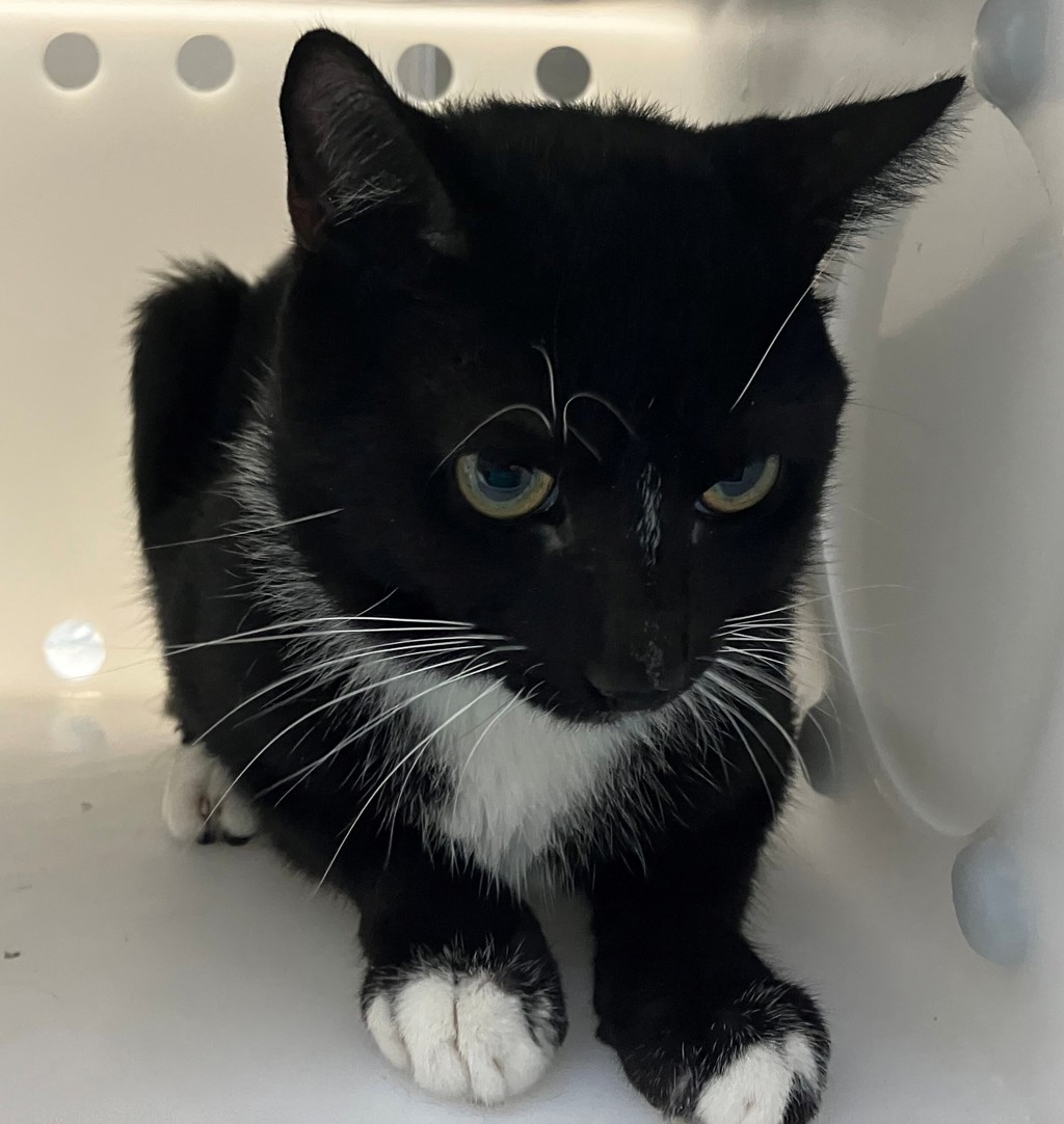 Shelter Stray Male Cat last seen Near Veterans Road W, STATEN ISLAND, NY, 10309, 3139 Veterans Rd W, Staten Island, NY 10309, USA