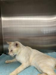 Shelter Stray Male Cat last seen Proctors Road, North Chesterfield, VA, 23237, 9300 Public Works Rd, Chesterfield, VA 23832, USA
