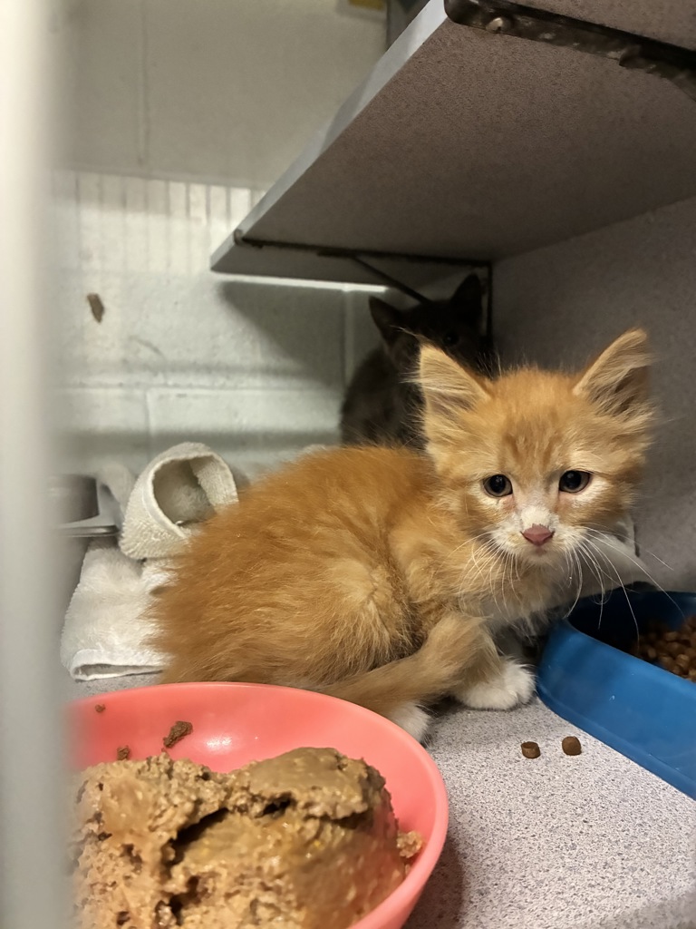 Shelter Stray Male Cat last seen Near S Zana Lane, Magna Township, UT, 84044, 511 W 3900 S, Salt Lake City, UT 84123, USA