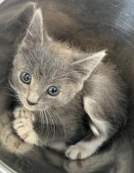 Shelter Stray Female Cat last seen Near S Zana Lane, Magna Township, UT, 84044, 511 W 3900 S, Salt Lake City, UT 84123, USA