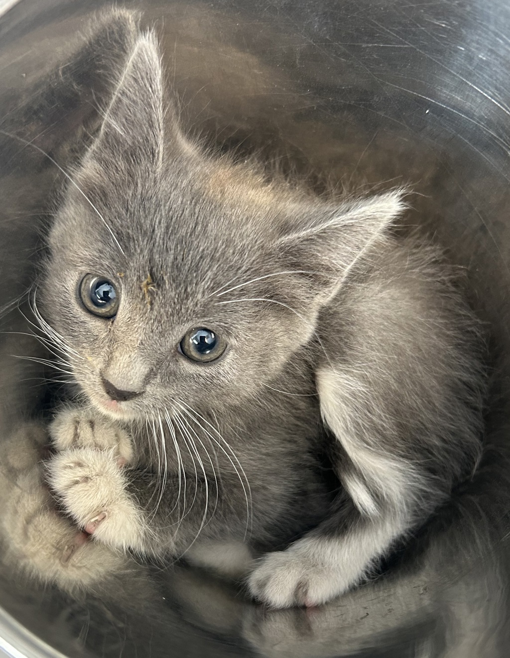 Shelter Stray Female Cat last seen Near S Zana Lane, Magna Township, UT, 84044, 511 W 3900 S, Salt Lake City, UT 84123, USA