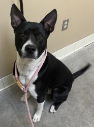 Shelter Stray Male Dog last seen WA, 6815 E Trent Ave, Spokane, WA 99212, USA
