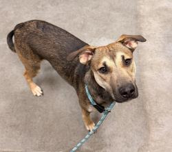 Shelter Stray Female Dog last seen Near Hwy & Stanley, DEER PARK, WA, 99006, 6815 E Trent Ave, Spokane, WA 99212, USA