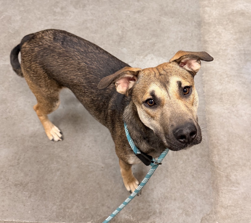 Shelter Stray Female Dog last seen Near Hwy & Stanley, DEER PARK, WA, 99006, 6815 E Trent Ave, Spokane, WA 99212, USA