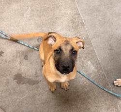 Shelter Stray Male Dog last seen Near Hwy & Stanley, DEER PARK, WA, 99006, 6815 E Trent Ave, Spokane, WA 99212, USA