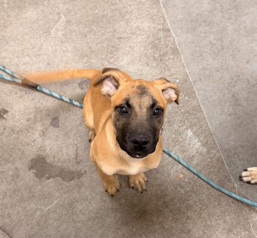 Shelter Stray Male Dog last seen Near Hwy & Stanley, DEER PARK, WA, 99006, 6815 E Trent Ave, Spokane, WA 99212, USA