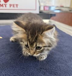 Shelter Stray Female Cat last seen Near Burroughs Avenue, SAN LEANDRO, CA, 94577, 8323 Baldwin St, Oakland, CA 94621, USA