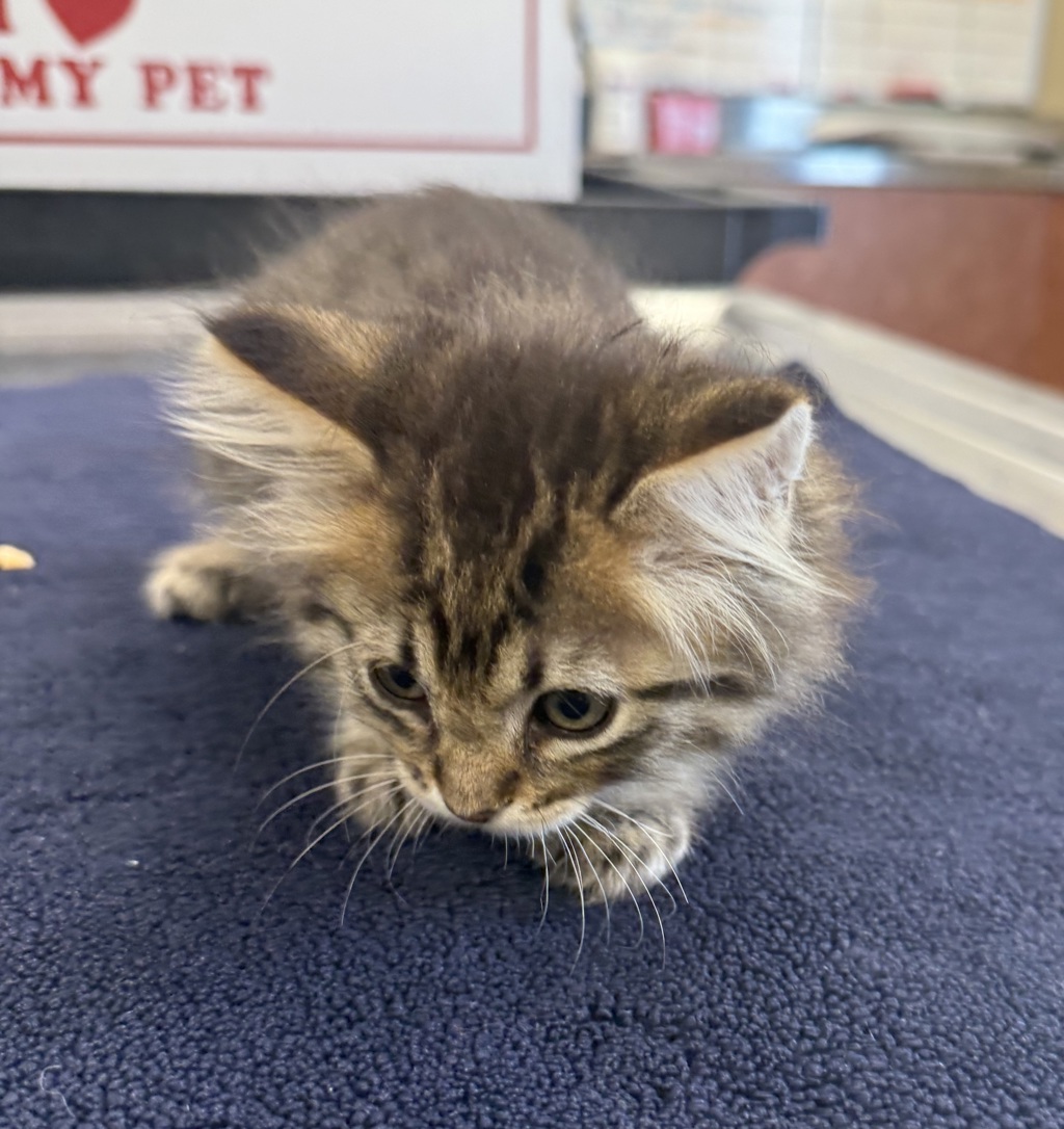 Shelter Stray Female Cat last seen Near Burroughs Avenue, SAN LEANDRO, CA, 94577, 8323 Baldwin St, Oakland, CA 94621, USA