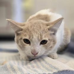 Shelter Stray Female Cat last seen found at job site, LIVERMORE, CA, 94550, 8323 Baldwin St, Oakland, CA 94621, USA