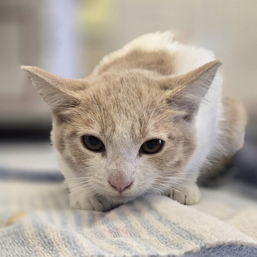 Shelter Stray Female Cat last seen found at job site, LIVERMORE, CA, 94550, 8323 Baldwin St, Oakland, CA 94621, USA