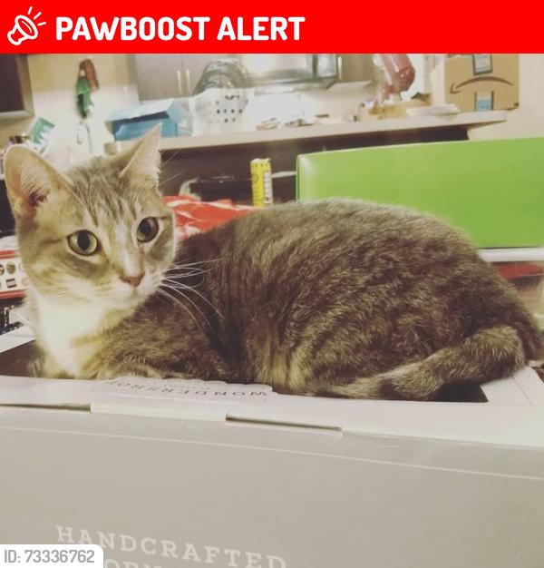 Lost Female Cat last seen N Wolverine Pass Rd and McKellips Rd, Apache Junction, AZ 85119
