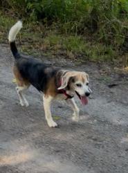 Reunited Male Dog last seen Darby Road, Dade City, FL 33525