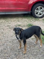 Lost Male Dog last seen Near E highway 412, Springdale, AR 72764