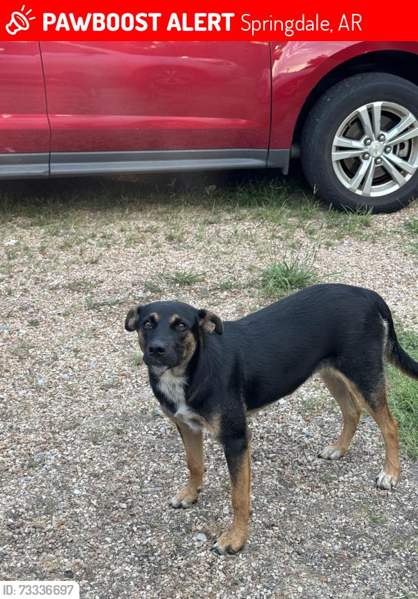 Lost Male Dog last seen Near E highway 412, Springdale, AR 72764