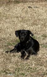 Lost Male Dog last seen Warwick Blvd., Newport News, VA 23601