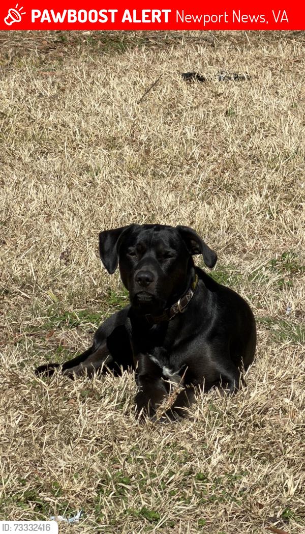 Lost Male Dog last seen Warwick Blvd., Newport News, VA 23601