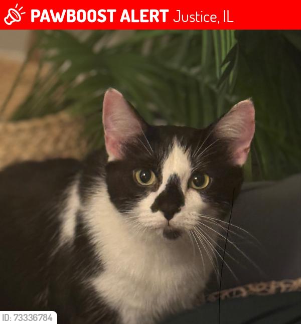 Lost Female Cat last seen Near S 87th ave, Justice, IL 60458