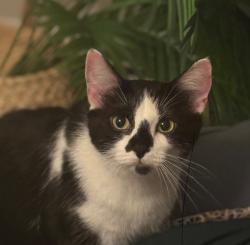 Lost Female Cat last seen Near S 87th ave, Justice, IL 60458
